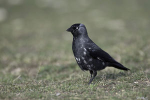 Choucas des tours Corvus monedula (G. Lacassin)