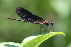 Caloptéryx hémorroïdal (Calopteryx haemorrhoidalis) : Roger Védère