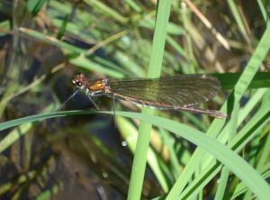 Caloptéryx vierge (Calopteryx virgo) : Daniel Bizet