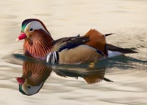 Canard Mandarin (Franck Bultel)