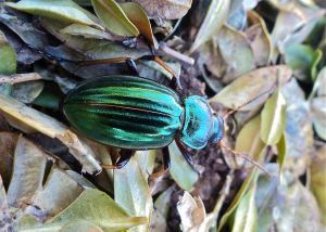 Carabe doré (Carabus auratus) : Michèle CARRE