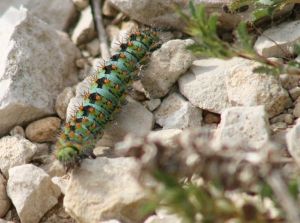 A identifier (Roger Védère) : chenille