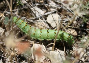 Petit Paon de nuit (Saturnia pavonia) ou Paon de nuit austral (Saturnia pavoniella) : Roger Védère