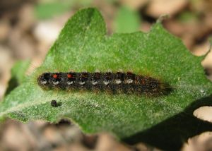 Bombyx cul-brun Euproctis chrysorrhoea (Michèle Carré) : chenille