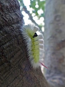 Bombyx pudibond Calliteara pudibunda (Michèle Carré) : chenille