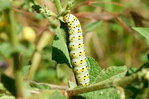 Cucullie du bouillon blanc (Cucullia verbasci) : Francis BURST