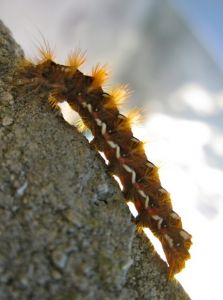 Ecaille chinée Euplagia quadripunctaria (Michèle Carré) : chenille