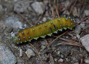 Grand Paon de nuit Saturnia pyri (Mma)