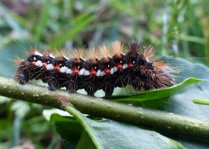 Noctuelle de la Patience Acronicta rumicis (Michèle Carré) : chenille