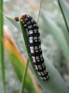 Noctuelle du Pancrais Brithys crini (Michèle Carré) : chenille