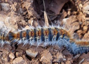 Processionnaire du Pin Thaumetopoea pityocampa (Michèle Carré) : chenille