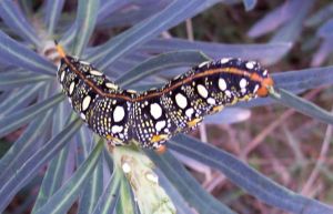 Sphinx de l'Euphorbe Hyles euphorbiae (Marie Malbos)