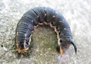 Sphinx du liseron Agrius convolvuli (Michèle Carré) : chenille