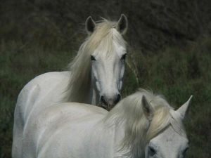 Cheval de Camargue : Roger Védère