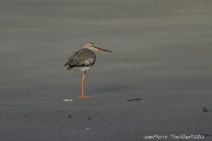 Chevalier arlequin (Tringa erythropus) : Jean-Pierre Trouillas