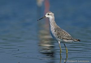 Chevalier Stagnatile Tringa stagnatilis (Gilbert Lacassin)