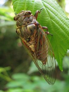 Cigale rouge (Tibicina haematodes) : Michèle CARRE