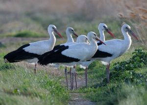 Cigogne blanche Ciconia ciconia (Christophe Grousset)