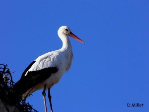 Cigogne blanche Ciconia ciconia (Daniel Millot)