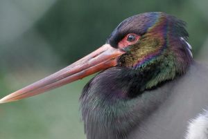 Cigogne noire Ciconia nigra (Franck Bultel)