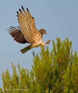 Circaète Jean-le Blanc Circaetus gallicus (Gilbert Lacassin)