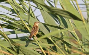 Cisticole des joncs  Cisticola juncidis (Francis Burst)