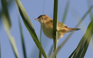 Cisticole des joncs  Cisticola juncidis (Francis Burst)