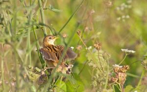 Cisticole des joncs Cisticola juncidis (Francis Burst) 