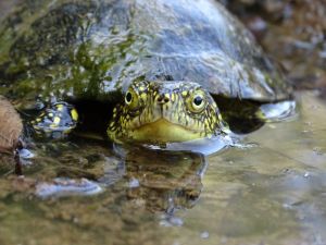 Cistude d'Europe (Emys orbicularis) : Geoffrey MONCHAUX