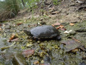 Cistude d'Europe (Emys orbicularis) : Geoffrey MONCHAUX