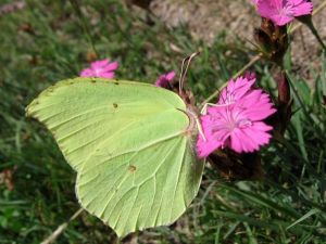 Citron Gonepteryx rhamni (Michèle Carré)