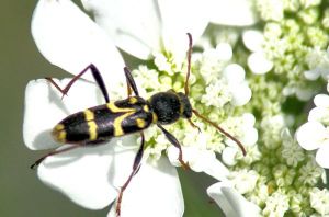 Clyte bélier (Clytus arietis) : Francis PELISSIER