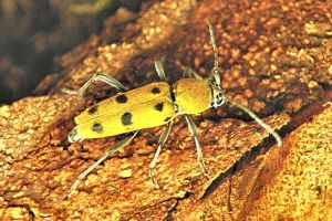 Clyte indéterminé (Clytus sp.) : Francis PELISSIER