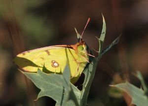 Souci Colias crocea (Marie-José VALERO)