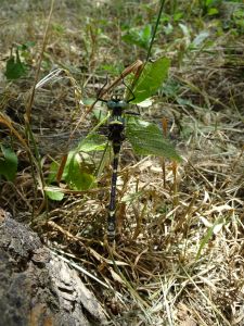 Cordulie splendide (Macromia splendens) : Geoffrey MONCHAUX