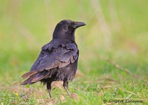 Corneille noire Corvus corone (Gilbert Lacassin)