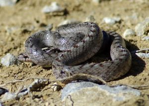 Coronnelle girondine (Coronella girondica) : Cyrille SABRAN