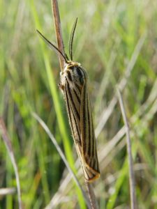 Ecaille striée (Coscinia striata) : Daniel Bizet