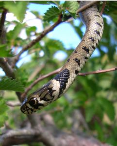 Couleuvre à colier (Natrix natrix) : Pierre SORAIS