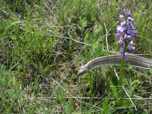 Couleuvre à échelons (Rhinechis scalaris) : Roland DALLARD