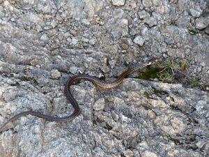 Couleuvre d'Esculape (Zamenis longissimus) : Michèle Carré