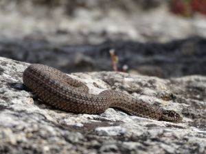 Couleuvre de Montpellier (Malpolon monspessulanus) : Jéremy DECHARTRE