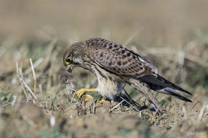 Faucon crécerelle Falco tinnunculus (Gilbert Lacassin)