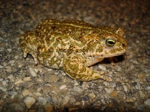 Crapaud calamite (Bufo calamita) : Daniel Bizet