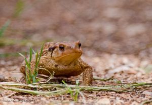 Crapaud commun (Bufo bufo) : Gilbert Lacassin