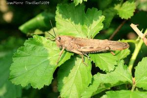 Criquet égyptien (Anacridium aegyptium) : Jean-Pierre TROUILLAS