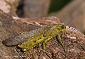 Criquet égyptien (Anacridium aegyptium) : Gilbert Lacassin