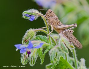 Criquet égyptien (Anacridium aegyptium) : Gilbert Lacassin