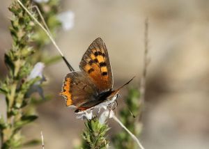 Cuivré commun Lycaena phlaeas (Marie-José VALERO)