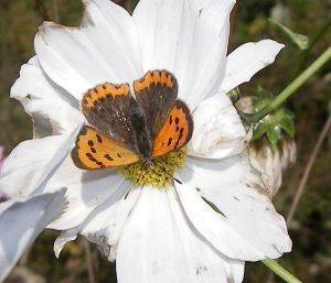 Cuivré commun (Lycaena phlaeas) : Mro